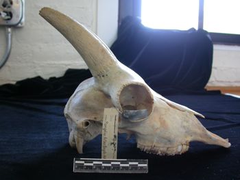 Media type: image;   Mammalogy 25354
